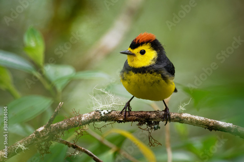 Collared Redstart Whitestart - Myioborus torquatus also known as the collared redstart, is a tropical New World warbler endemic to the mountains of Costa Rica and western-central Panama