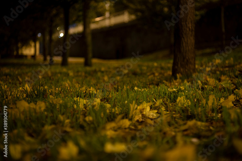 green grass and fallen leaves in a park at night in autumn in the center of prague and light from street lights in the czech republic