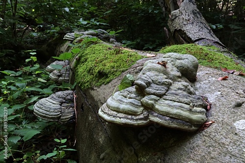 Groups of Tinder Fungus parasitic fungal pathogen, latin name Fomes Fomentarius, growing on dead fallen tree trunk covered with moss. 