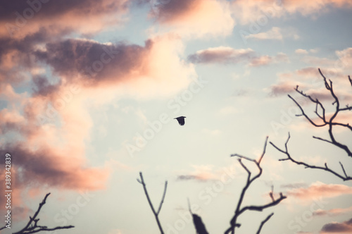 Krajobraz kolorowy zachód słońca nad obumarłym wyniszczonym przez kormorany lasem z przelatującym orłem