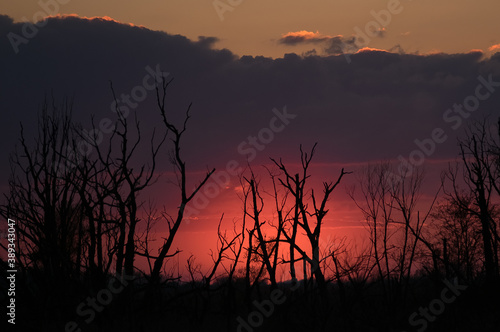 Krajobraz widowiskowy zachód słońca nad wymarłym lasem
