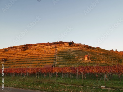 Autumn day with sun in the vineyards of Stuttgart