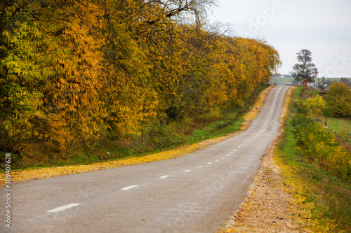 Empty road among the autumn forest