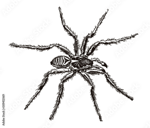 Scary lycosa tarantula in top view. Illustration after engraving from 19th century