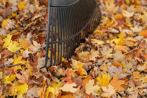 leaf rake with colorful fall leaves is rady to go to work