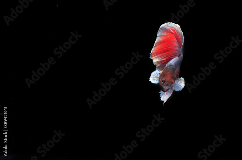 Beautiful Half Moon Betta fish, at Black background 