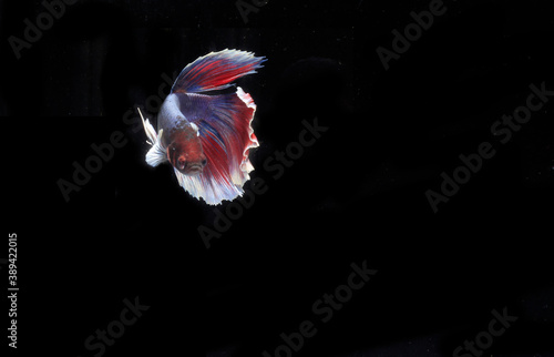 Beautiful Half Moon Betta fish, at Black background 