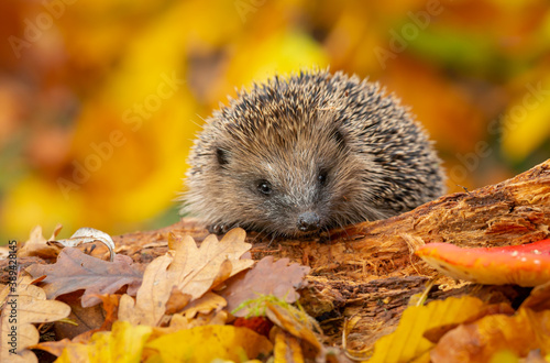 Hedgehog (Scientific name: Erinaceus Europaeus) Wild, native, European hedgehog foraging on a fallen log in Autumn with colourful leaves. Horizontal. Space for copy