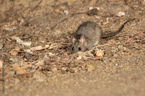 rata comiendo en el parque (Rattus rattus) Ojén Málaga España 