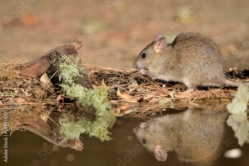 rata de campo comiendo en el bosque (Rattus rattus) Ojén Málaga España 