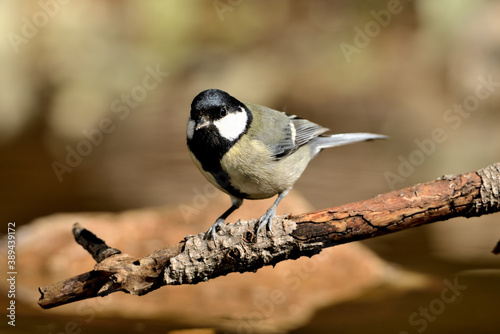 carbonero posado en una rama (Parus major) Ojén Málaga España 