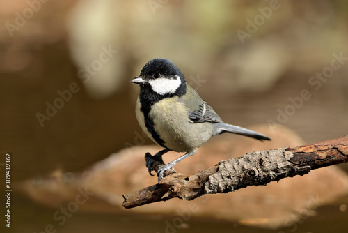 carbonero posado en una rama (Parus major) Ojén Málaga España 