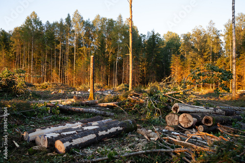 A fresh clear-cut area with fresh logs and branches and a lonely standing stump left for nature
