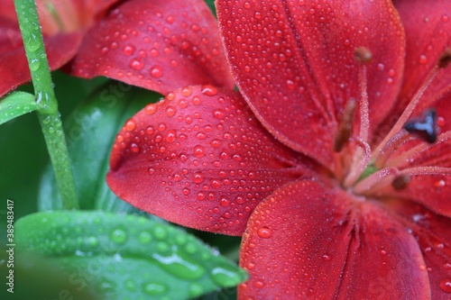 red lily. big lily in the garden. floral background. flowers in the dew. Lily in the dew. flowers after the rain.