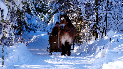 Zimowy mroźny pejzaż górski z oszronionymi drzewami Woźnica, koń, sanie, w czasie zimowej przejażdżki w zimowym słonecznym dniu