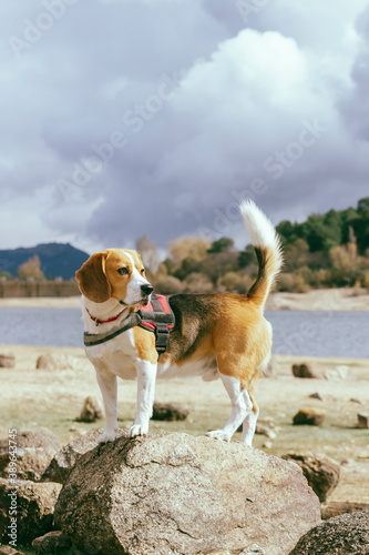 Beagle breed dog, on a large rock looking attentive, during a walk near a lake