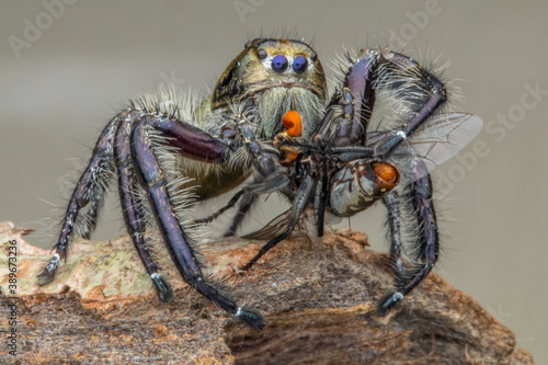 Phidippus is a genus in the family Salticidae (jumping spiders)