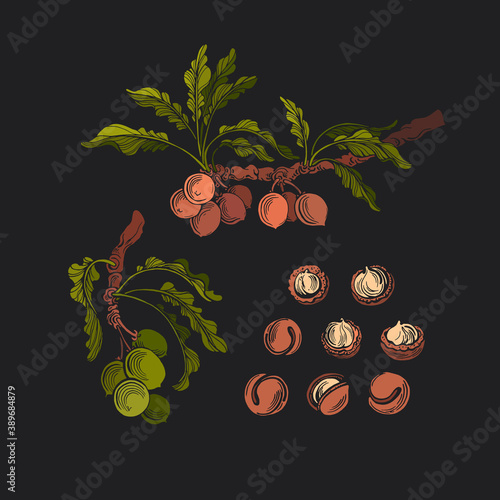 Vector macadamia set, nut. Botanical illustration