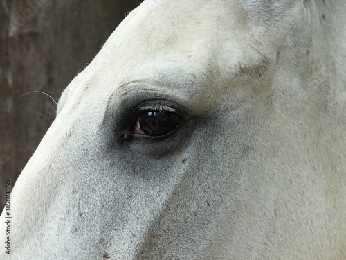 Portrait of a pedigree horse