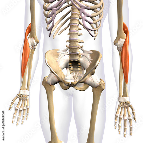 Brachioradialis Lower Arm Muscles Isolated on Male Human Skeleton, 3D Rendering on White