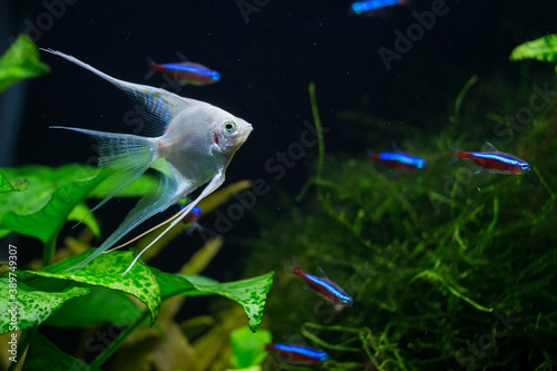 Fresh water planted aquarium with silver angelfish