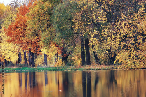 landscape autumn pond / yellow trees in the park near the pond, landscape nature of October autumn