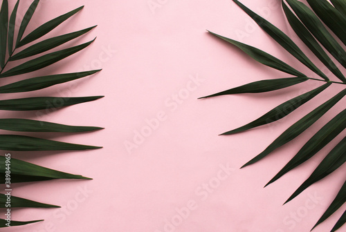 Frame of palm leaves pink background