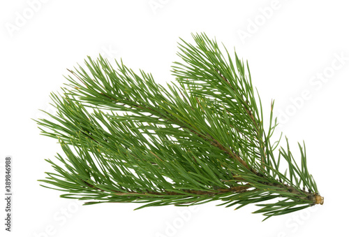 Pine branch isolated on white. without shadow