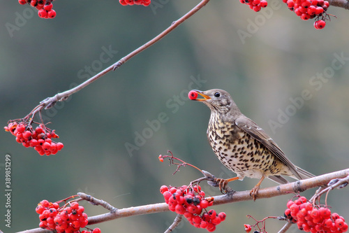 Mistle thrush. Bird. Turdus viscivorus