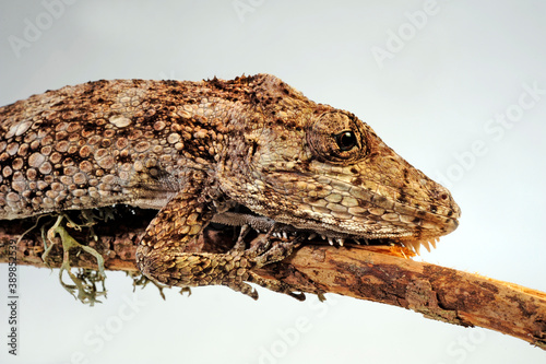 Western Bearded Anole // Falsches Chamäleon (Anolis barbatus), (Xiphosurus barbatus), (Chamaeleolis barbatus)
