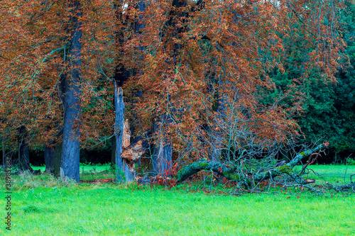 Old fallen Soliter trees on a green field