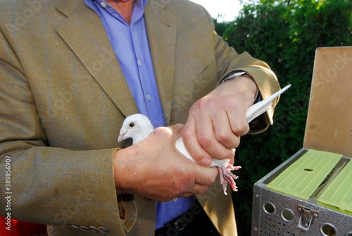 a white dove or carrier pigeon