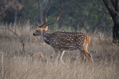 Panna National Park