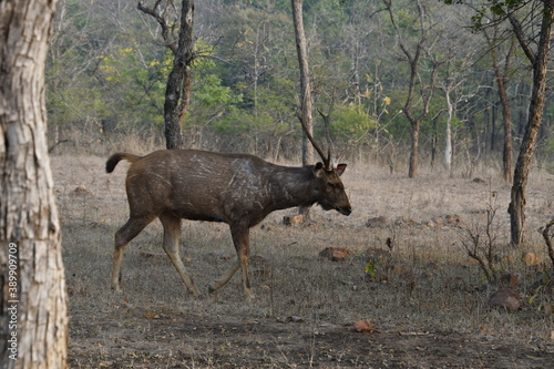 Panna National Park