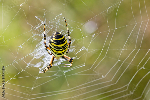 Wasp Spider (Argiope bruennichi) female in her web, Cornwall, England, UK.