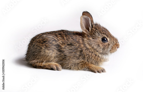 Eastern Cottontail baby rabbit.