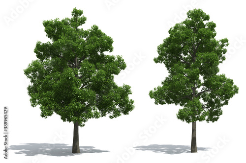 Beech trees isolated on white background
