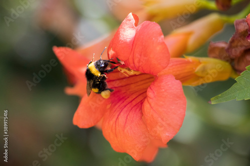 Bumble bee collecting pollen at orange flower. Bumble bee flying over the red flower in blur background