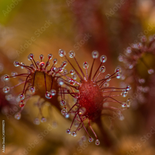 close up of sundew 