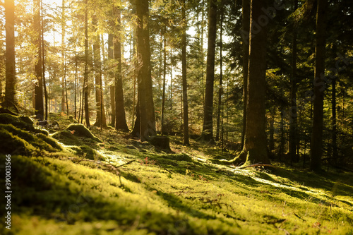 Coucher de soleil dans la forêt. Bois durant l'automne. Clairière de pins Auvergne, France et en Europe. 