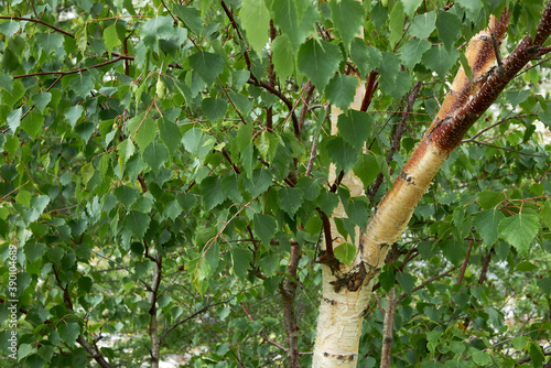 Betula pendula