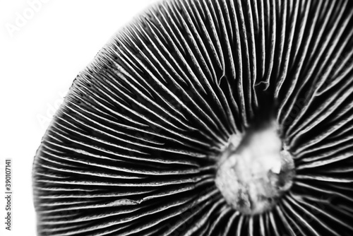 cubensis magic mushrooms black spores