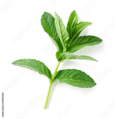 Branch of mint isolated on white background, top view