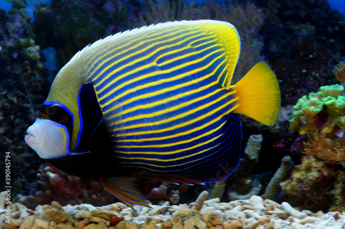 Emperor Angelfish (Pomacanthus imperator).
