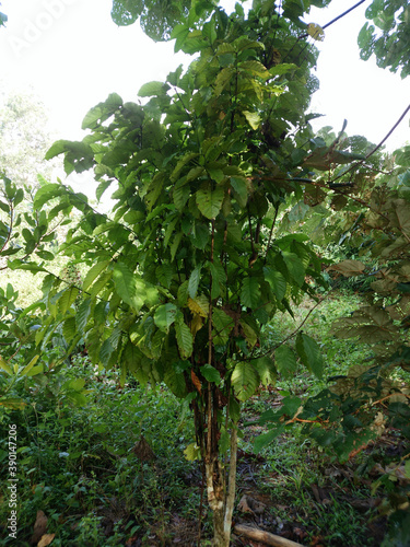 Vertical shot of thin theobroma tree with green large leaves