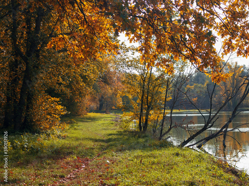 autumn forest, trees with yellow foliage by the lake, autumn landscape
