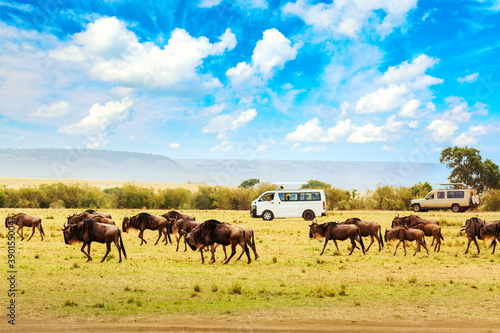 Safari concept. Safari cars with wildebeests in african savannah during the great Migration. Masai Mara national park, Kenya. Wildlife of Africa