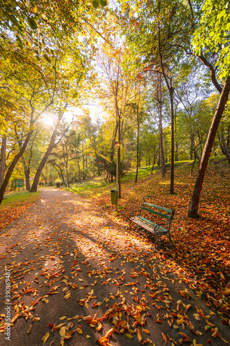 A bench in the middle of the park surrounded by autumn fall coloured leaves during morning sunrise with warm light