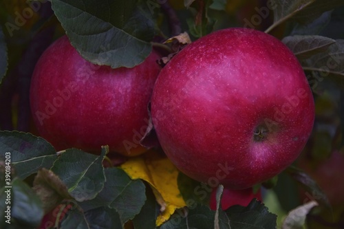 Jabłka w sadzie wśród liści