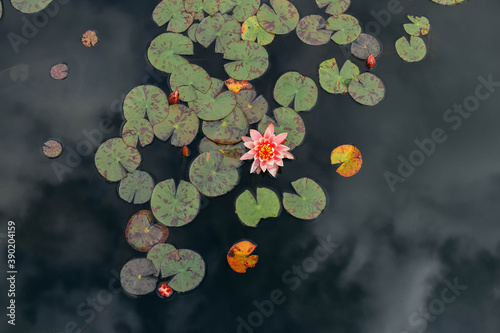 Flowers in water nenuphars green